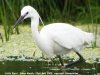 Little Egret at Vange Marsh (RSPB) (Steve Arlow) (40600 bytes)